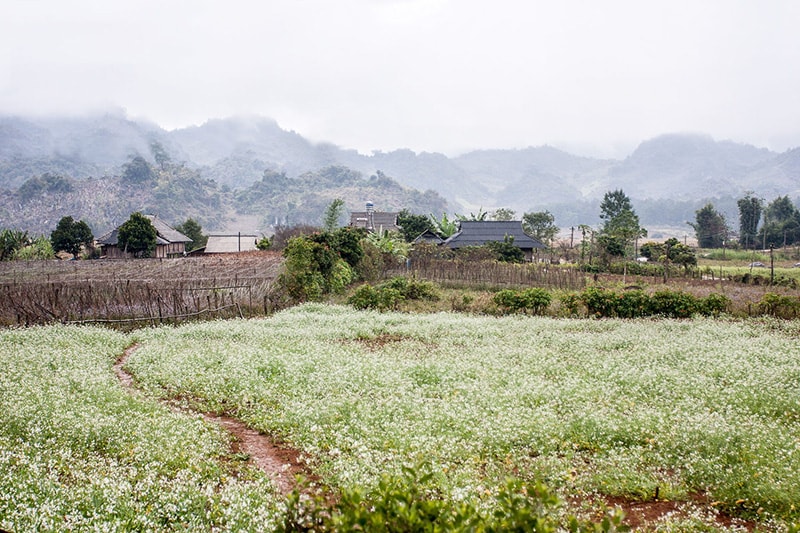 Kinh nghiệm du lịch phượt Mộc Châu