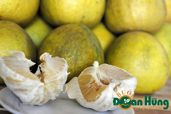 Bưởi Đoan Hùng Phú Thọ
