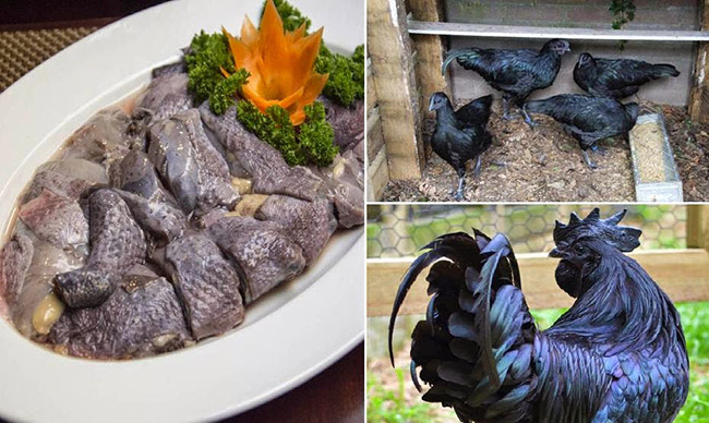 Thịt gà đen Tủa Chùa Điện Biên