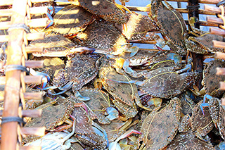 Hải sản biển Kep Campuchia