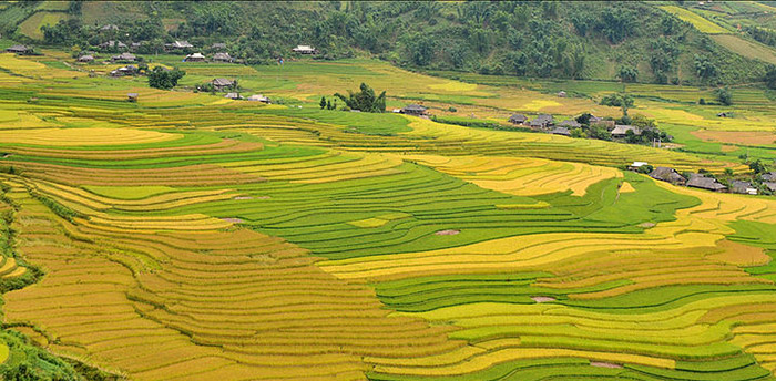 Káº¿t quáº£ hÃ¬nh áº£nh cho cÃ¡nh ÄÃ²ng mÆ°á»ng lÃ²