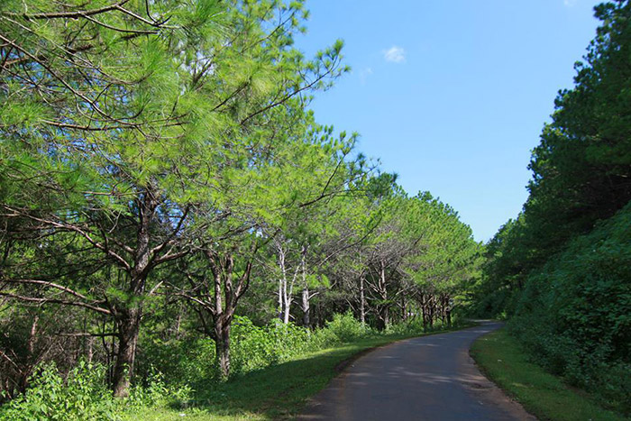 Đồi Thông Hà Tam Gia Lai