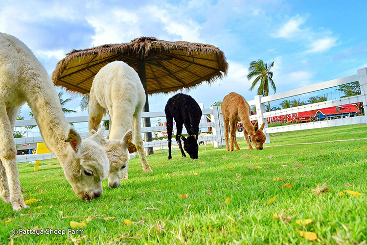 Pattaya Sheep farm