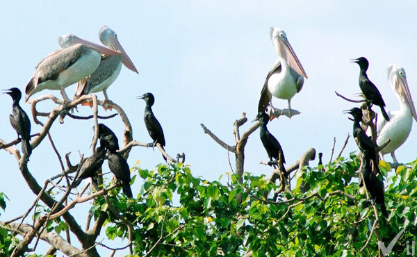 Sân chim Vàm Hồ Bến Tre