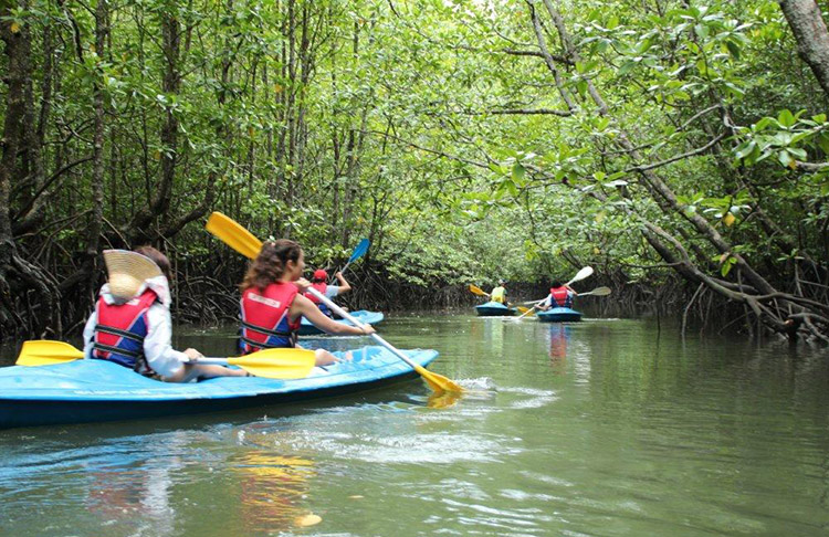 Tour Mangrove (khám phá rừng đước Langkawi)