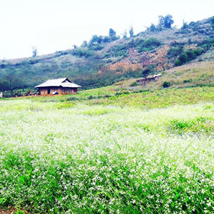 Bản Pa Phách