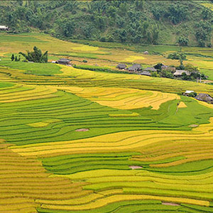 Cánh đồng Mường Lò