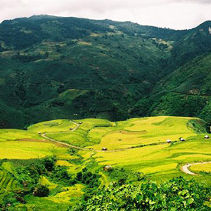 Cánh đồng Mường Than