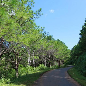 Đồi Thông Hà Tam Gia Lai