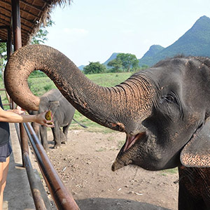 Elephant’s World Kanchanaburi