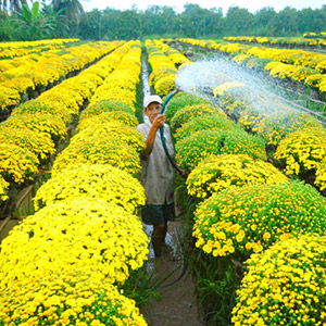 Làng hoa kiểng Sa Đéc Đồng Tháp