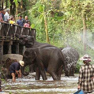 Mae Sa Elephant Camp