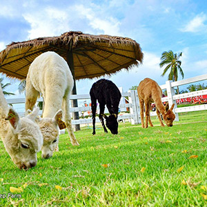 Pattaya Sheep farm