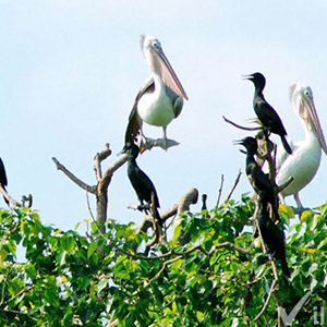 Sân chim Vàm Hồ Bến Tre