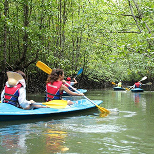 Tour Mangrove (khám phá rừng đước Langkawi)