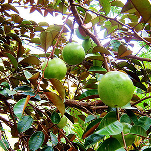 Vườn cây trái Vĩnh Kim Tiền Giang