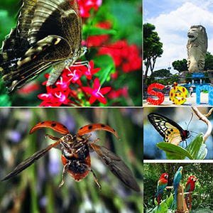 Vươn quốc côn trùng Singapore