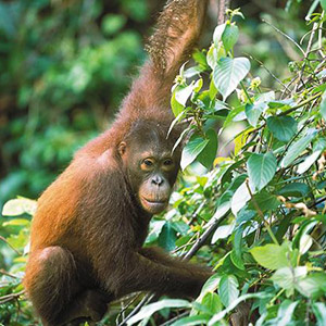 Vườn thú Lok Kawi