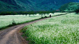 Cao nguyên Mộc Châu