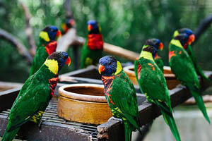 Công viên chim Kuala Lumpur