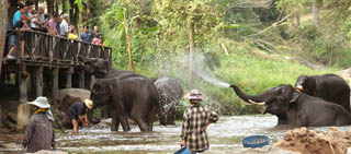 Mae Sa Elephant Camp