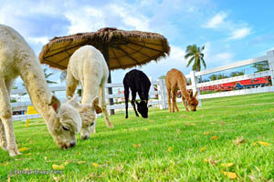 Pattaya Sheep farm